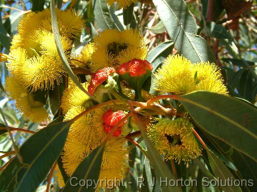 Eucalyptus erythrocorysflower_2 